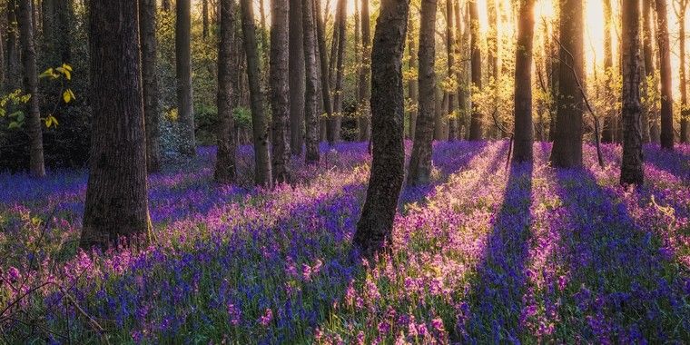 Join the The Colors Of Spring Photo Contest 2018 and win 50mm Lens ...